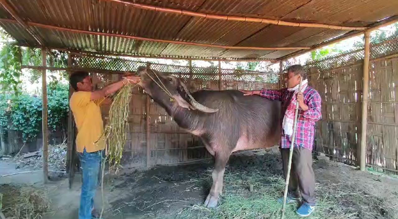 মহযুঁজ নিষিদ্ধ কৰাক লৈ মৰিগাঁৱত মহৰ মালিক তথা গোৱালৰ ভোট বৰ্জনৰ হুংকাৰ।