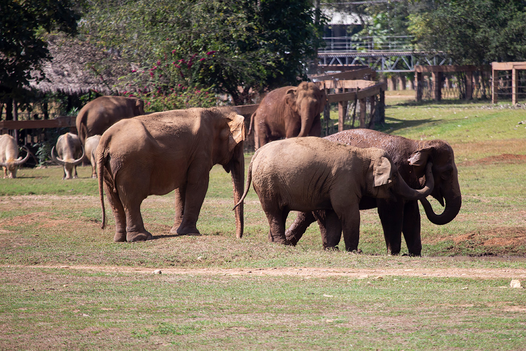 Elephant