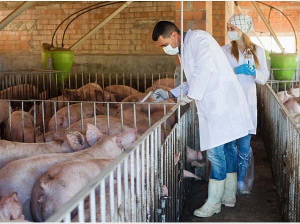 শিৱসাগৰত ছোৱাইন ফ্লু সংহাৰী ৰূপ