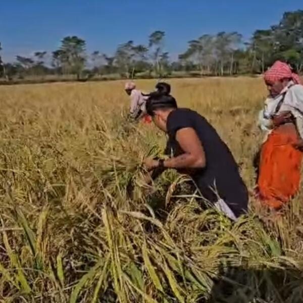 আঘোণৰ পথাৰত ধান দোৱাত ব্যস্ত বিশ্বজয়ী মহিলা ক্ৰিকেটাৰ…