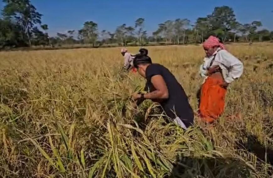 আঘোণৰ পথাৰত ধান দোৱাত ব্যস্ত বিশ্বজয়ী মহিলা ক্ৰিকেটাৰ উমা চেত্ৰী