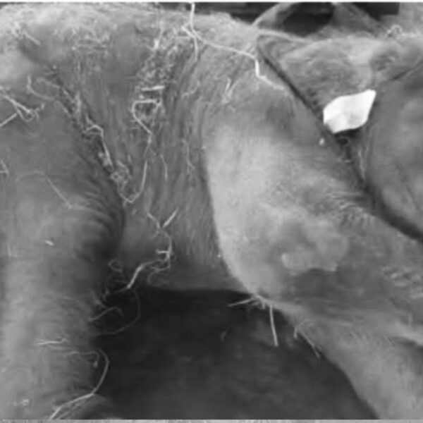 কামপুৰত ৰেলৰ খুন্দাত আহত দুদিনীয়া হাতী পোৱালিৰ মৃ*ত্যু