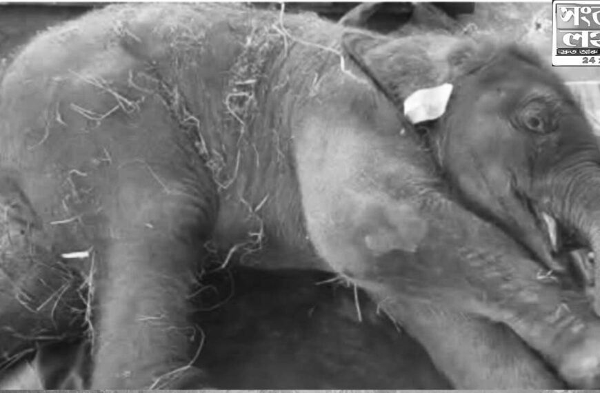 কামপুৰত ৰেলৰ খুন্দাত আহত দুদিনীয়া হাতী পোৱালিৰ মৃ*ত্যু