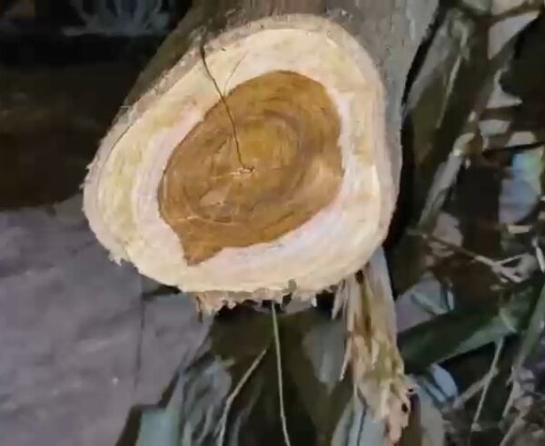 উচ্ছেদৰ পিছতেই উৰিয়ামঘাটত চেগুন গছ চোৰৰ উপদ্ৰৱ