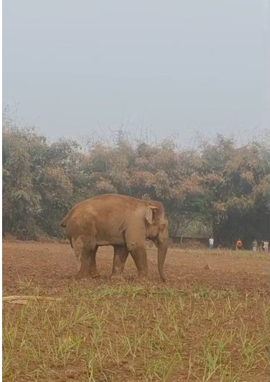 হাতী-মানুহৰ সংঘাতৰ ভয়ংকৰ পৰিণতি