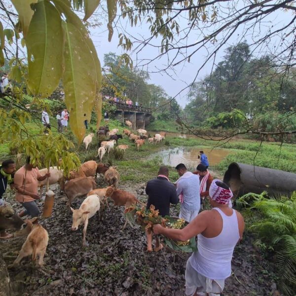 আজি গৰু বিহু