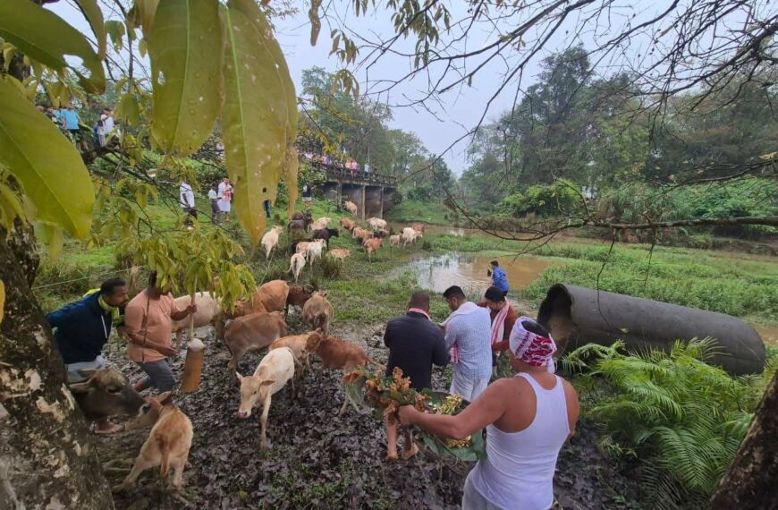 আজি গৰু বিহু